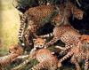 Cheetahs (Acinonyx jubatus) group