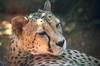 Cheetah (Acinonyx jubatus) face