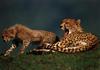 Cheetah (Acinonyx jubatus) mother and cub