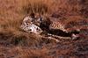 Cheetah (Acinonyx jubatus) mother and cub