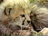 Cheetah (Acinonyx jubatus) cub