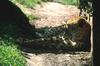 Cheetah (Acinonyx jubatus) resting