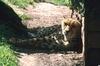 Cheetah (Acinonyx jubatus) resting