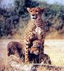 Cheetah (Acinonyx jubatus) mother guarding cubs