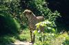 Cheetah (Acinonyx jubatus) - Colchester Zoo