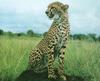 Cheetah (Acinonyx jubatus)