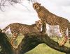 Cheetah (Acinonyx jubatus) pair on tree