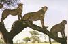 Cheetahs (Acinonyx jubatus) on tree