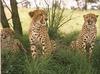 Cheetahs (Acinonyx jubatus) in the shade