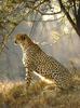 Cheetah (Acinonyx jubatus)