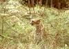 Cheetah (Acinonyx jubatus)