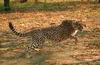 Cheetah (Acinonyx jubatus)