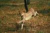 Cheetah (Acinonyx jubatus)