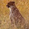 Cheetah (Acinonyx jubatus)