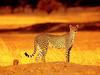 Cheetah (Acinonyx jubatus) mother and cub