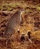 Cheetah (Acinonyx jubatus) family