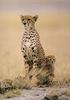 Cheetah (Acinonyx jubatus) mother and cubs