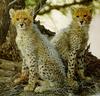 Cheetah (Acinonyx jubatus) cubs