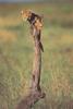 Cheetah (Acinonyx jubatus) cub climbing tree