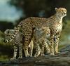 Cheetah (Acinonyx jubatus) family