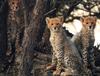 Cheetah (Acinonyx jubatus) cubs