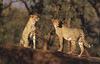 Cheetah (Acinonyx jubatus) pair