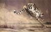[Animal Art] Cheetah (Acinonyx jubatus) running