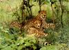 Cheetah (Acinonyx jubatus) pair resting in bush