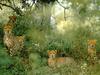 Cheetah (Acinonyx jubatus) group in bush