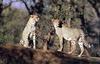 Cheetahs (Acinonyx jubatus) on hill