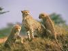 Cheetahs (Acinonyx jubatus)