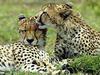 Cheetah (Acinonyx jubatus) pair