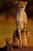 Cheetah (Acinonyx jubatus) mother and cub