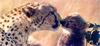 Cheetah (Acinonyx jubatus) mother and cub