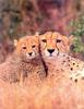 Cheetah (Acinonyx jubatus) mother and cub