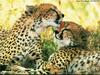 Cheetahs (Acinonyx jubatus)