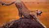Cheetah (Acinonyx jubatus) rumping on mound