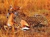 Cheetah (Acinonyx jubatus) antelope hunter