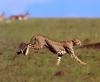 Cheetah (Acinonyx jubatus) running