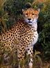 Cheetah (Acinonyx jubatus) portrait