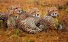 Cheetah (Acinonyx jubatus) resting group