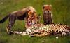 Cheetah (Acinonyx jubatus) mother and cubs
