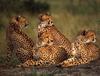 Cheetah (Acinonyx jubatus) resting group