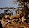 Cheetah (Acinonyx jubatus) mother and cub