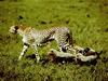 Cheetah (Acinonyx jubatus) mother and cubs