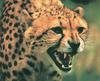 Cheetah (Acinonyx jubatus) snarling face