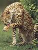 Cheetah (Acinonyx jubatus) cleaning foot