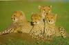 Young Cheetahs (Acinonyx jubatus) - cubs