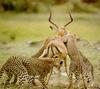 Cheetah (Acinonyx jubatus) juveniles brining down an impala