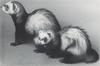 Domestic Ferret (Mustela putorius furo)  pair